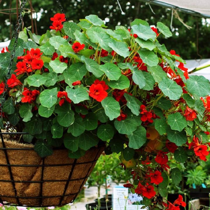 Hạt giống hoa sen cạn