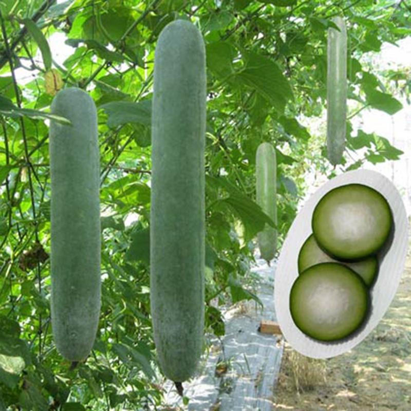 Hạt Giống Bí Đao Xanh Trái Dài -