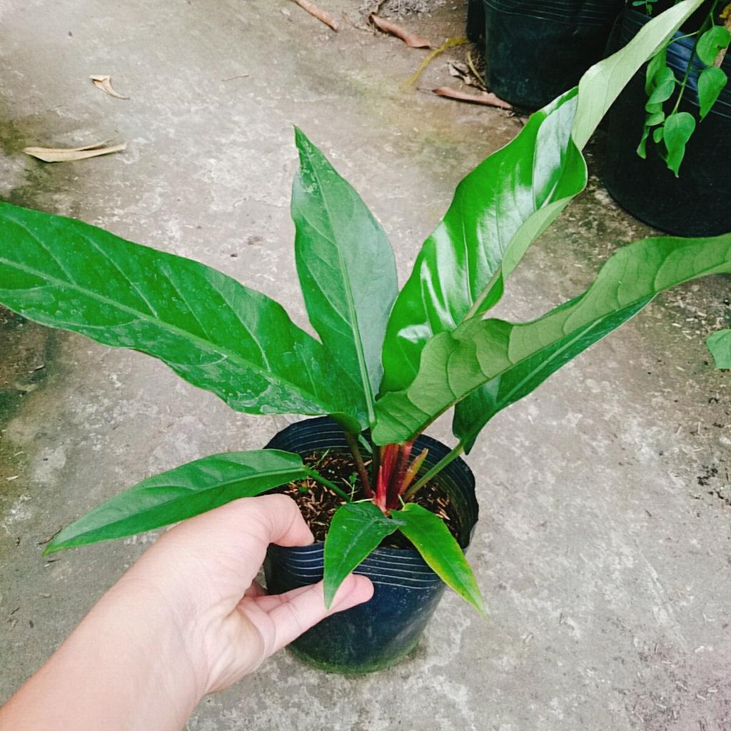 Cây Trầu Bà Đế Vương Ý - cây cảnh để bàn