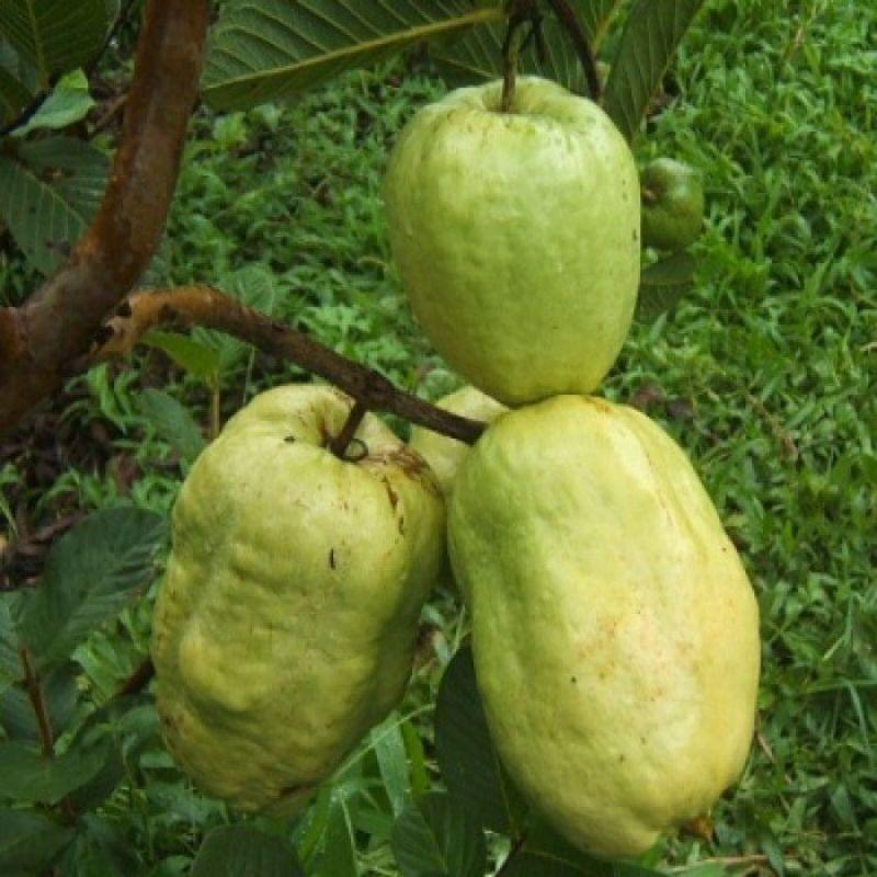 Cây giống ổi xá lị ruột đỏ