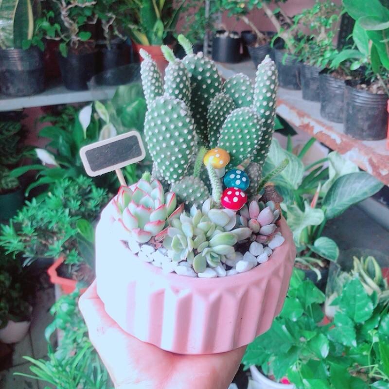 Chậu Sen Đá Xương Rồng Tiểu Cảnh