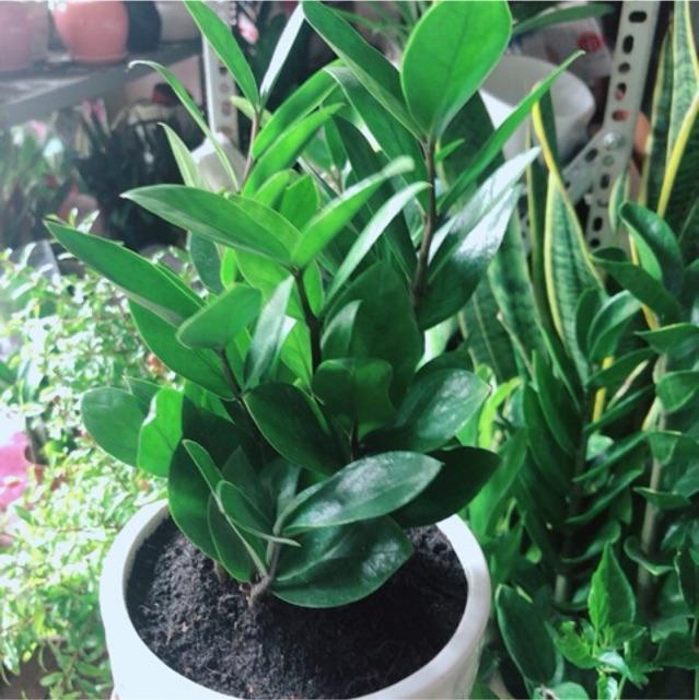 Chậu Kim Tiền Thái