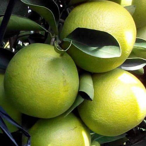 Cây giống Cam Xoàn siêu sớm, siêu sai .