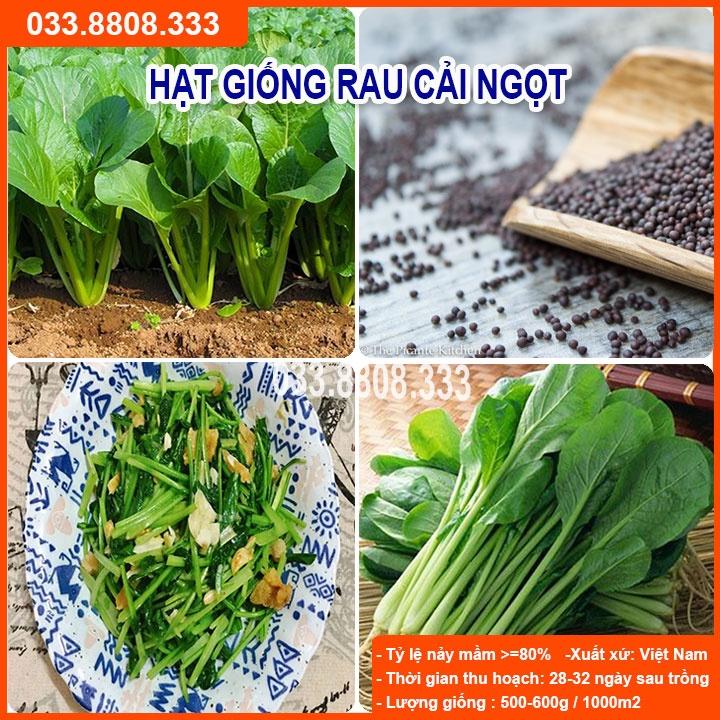 Hạt giống rau cải ngọt 20gram - rau trồng quanh năm