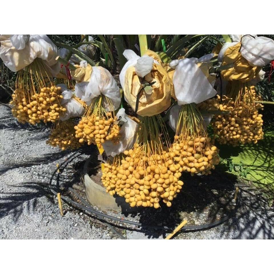 Cây giống Chà Là ăn trái TRUNG ĐÔNG cao đẹp như hình. ()