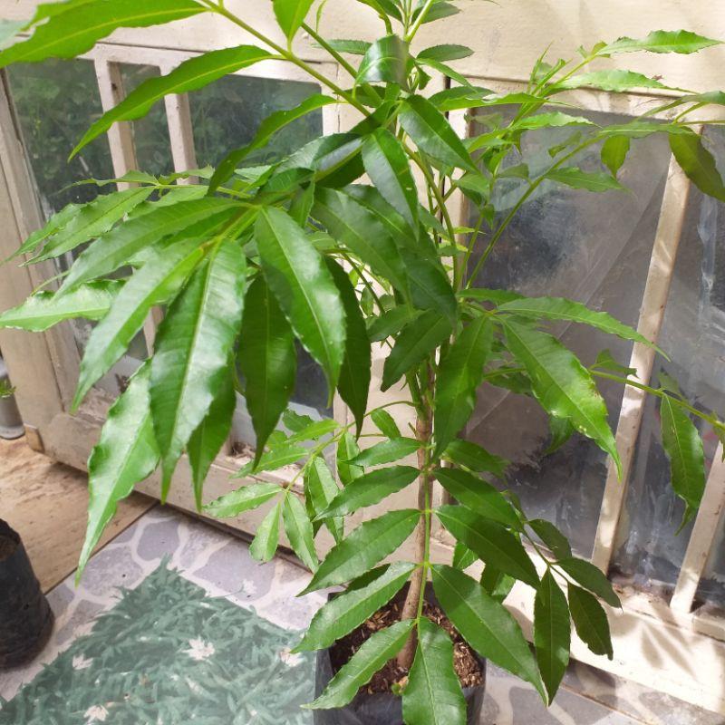 Cây cóc thái mới về đang bông.