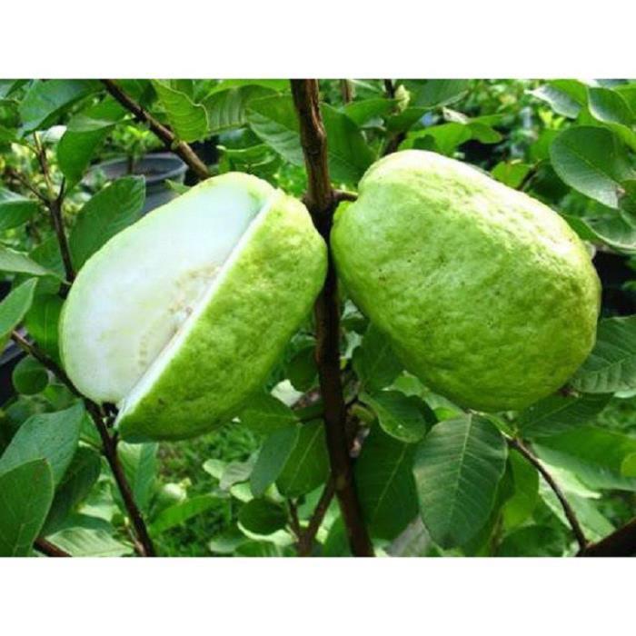 CÂY GIỐNG ỔI LÊ ĐÀI LOAN SIÊU NGON SIÊU QUẢ- CAM KÊT GIỐNG CHUẨN F1