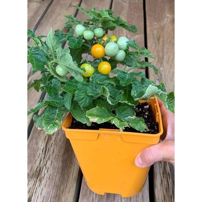 Hạt giống cà chua lùn đỏ/ vàng lai f1, đóng gói 0.1gr