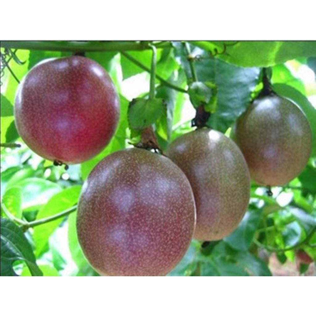 Cây giống Chanh Leo Tím ra quả sớm