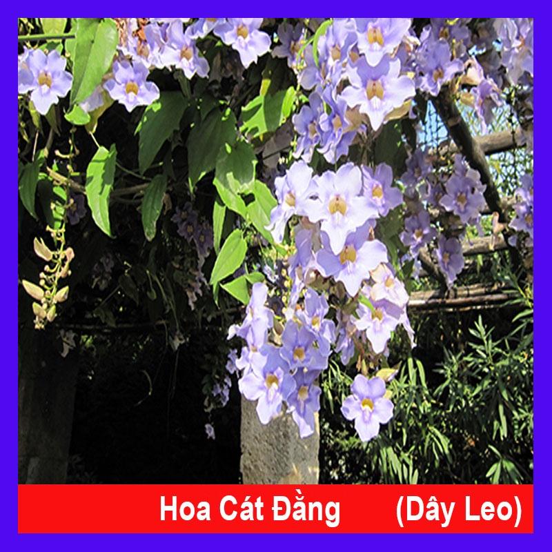 Cây Hoa Cát Đằng dây leo - cây cảnh sân vườn + tặng phân bón cho cây