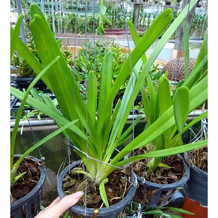 CHẬU LAN KIẾM VÀNG LƯỠI TRẮNG THÁI LAN , MẶT HOA ĐỘT BIẾN, BẢO HÀNH MẶT HOA THEO YÊU CẦU