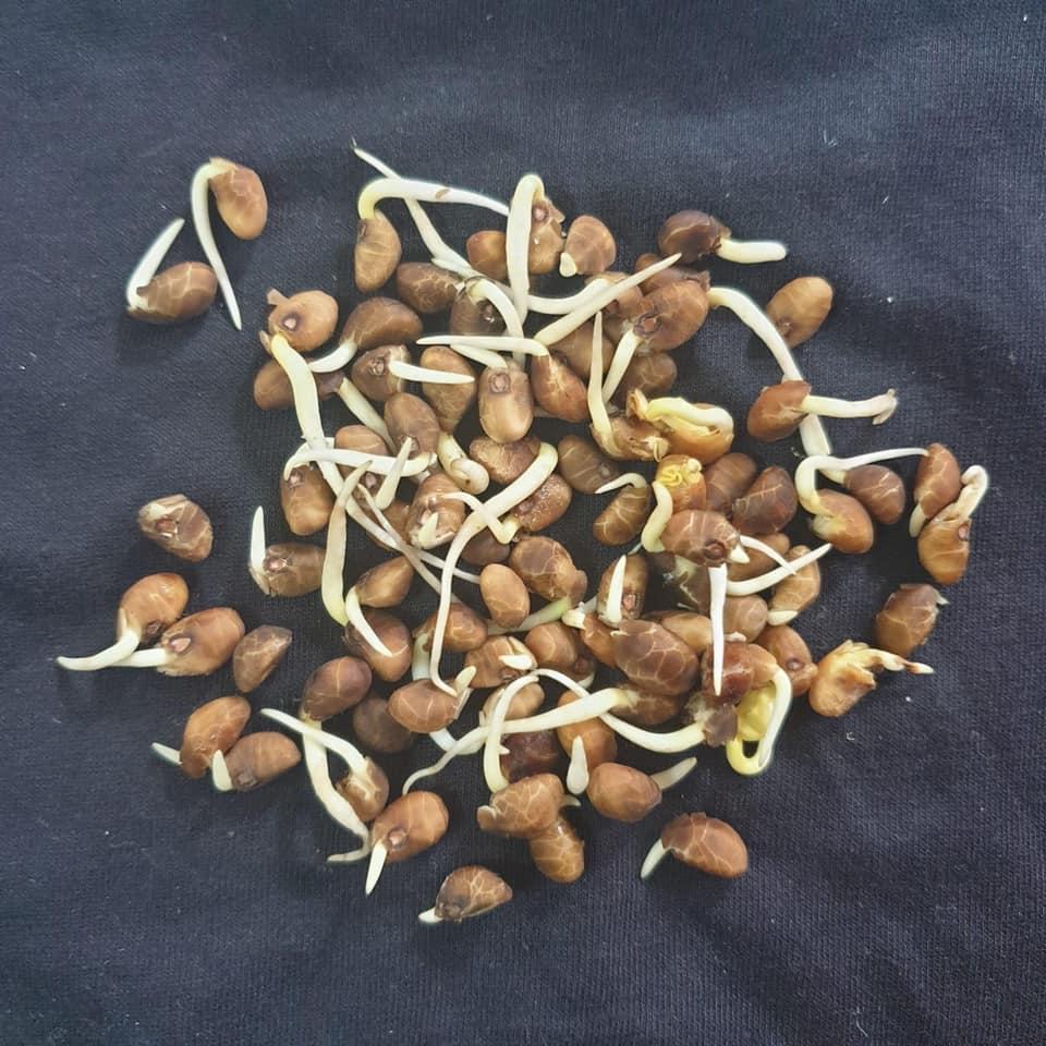 Hạt giống rau muống siêu ngọn - gói 10gram