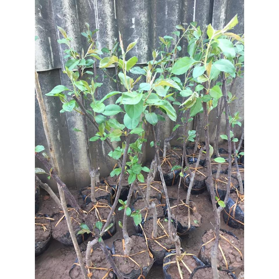 Hạt giống Cây Táo Đỏ Lùn