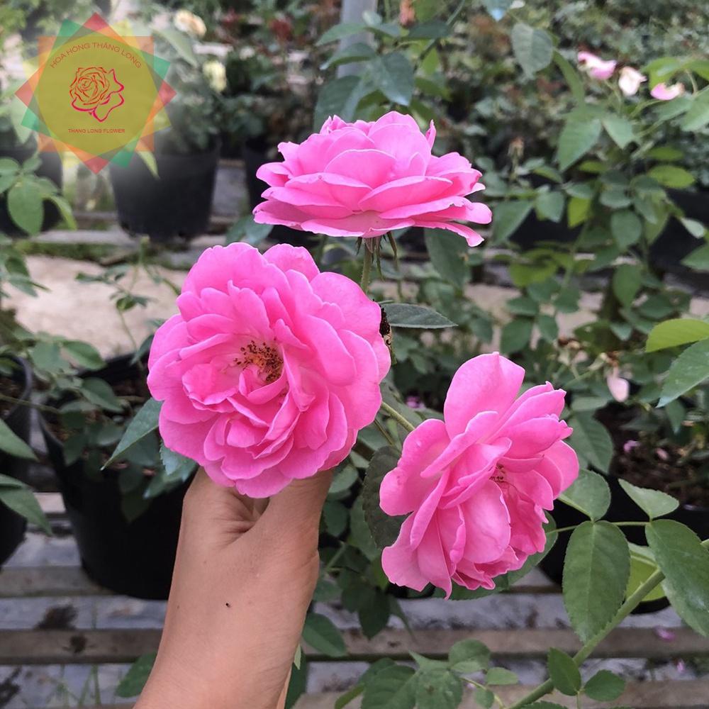 Cây hoa hồng cổ Son môi, dòng hoa cổ thơm nhất VN