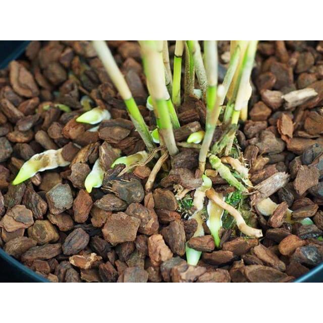Gói 1kg Vỏ thông mài cạnh đều đẹp nhiều kích cỡ dùng trồng hoa lan - Hạt giống H2 Seeds