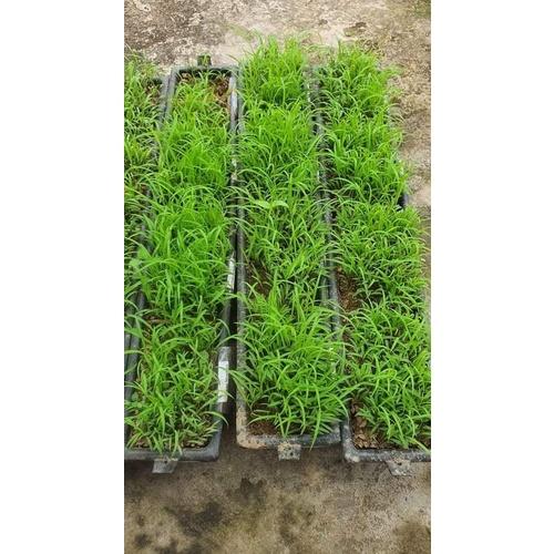 Hạt giống cỏ chăn nuôi Mombasa Ghine  KNS3737 - Gói 50gram