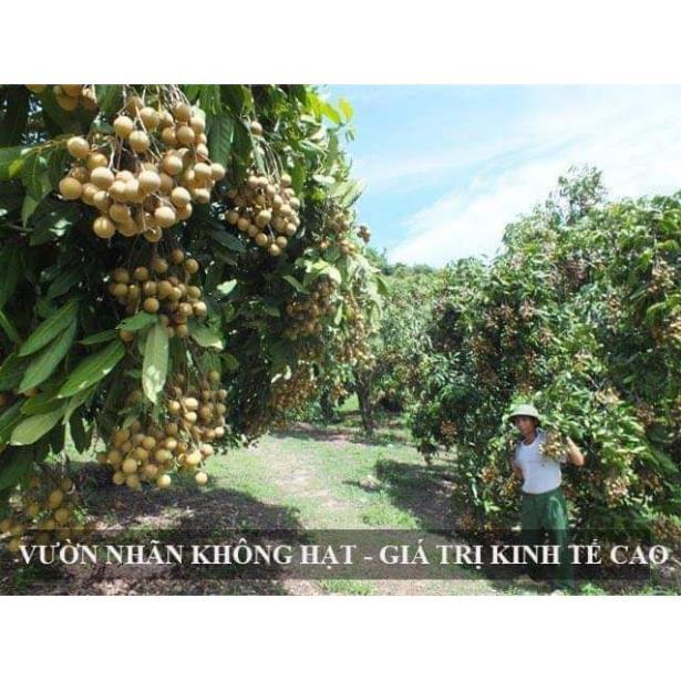 Sản phẩm CÂY GIỐNG NHÃN LỒNG KHÔNG HẠT
