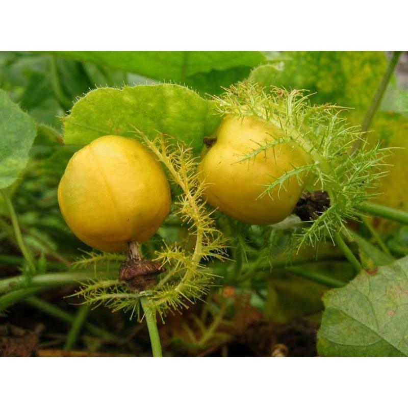 500gr đọt non lạc tiên tươi sạch - hàng nhà trồng