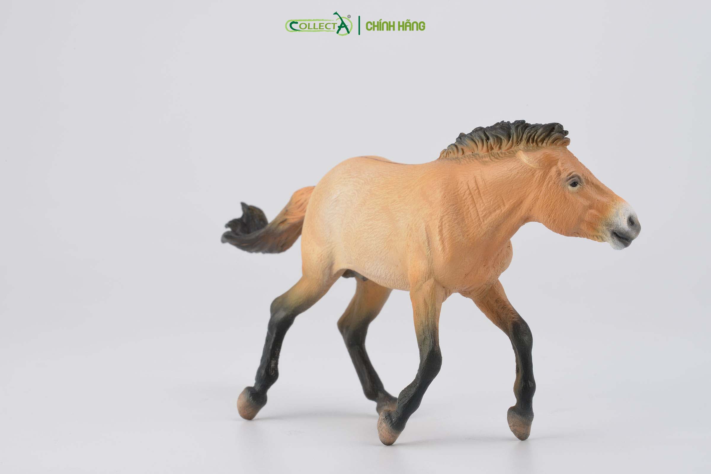 Mô hình thu nhỏ: Ngựa Hoang Mông Cổ - Przewalski Stallion, hiệu: CollectA, mã HS 9651260[88602] -  Chất liệu an toàn cho trẻ - Hàng chính hãng