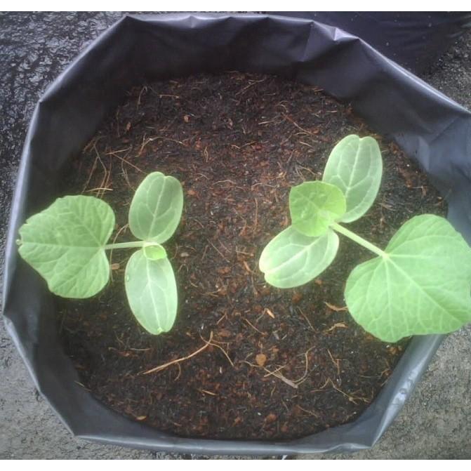 Hạt giống Bầu sao F1