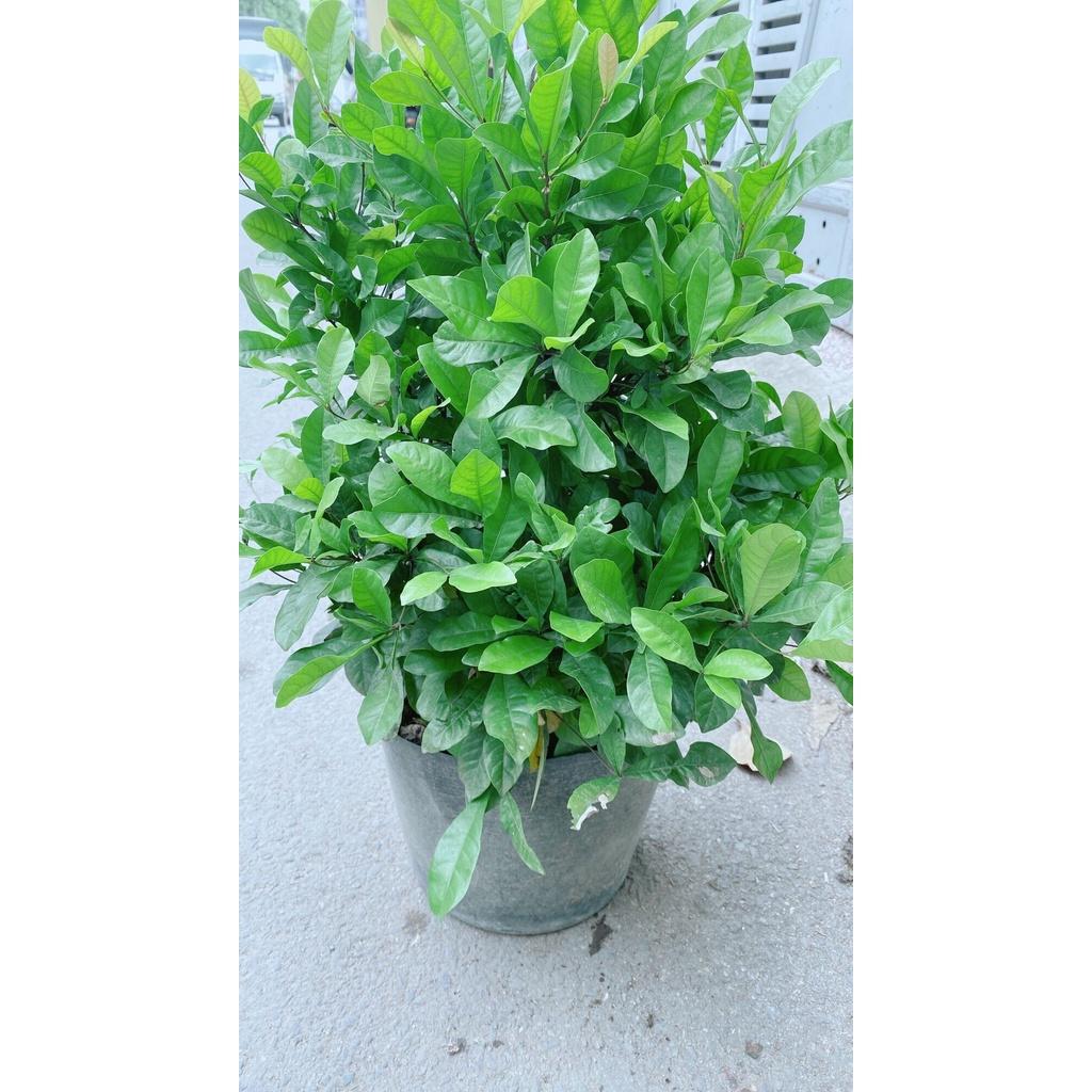 Cây Thần Kỳ Lớn