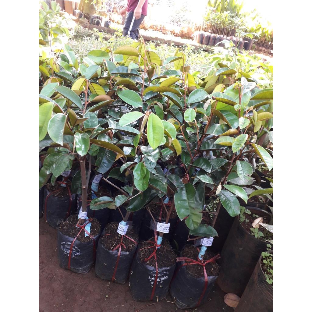 Cây giống Vú Sữa Bơ Hồng.