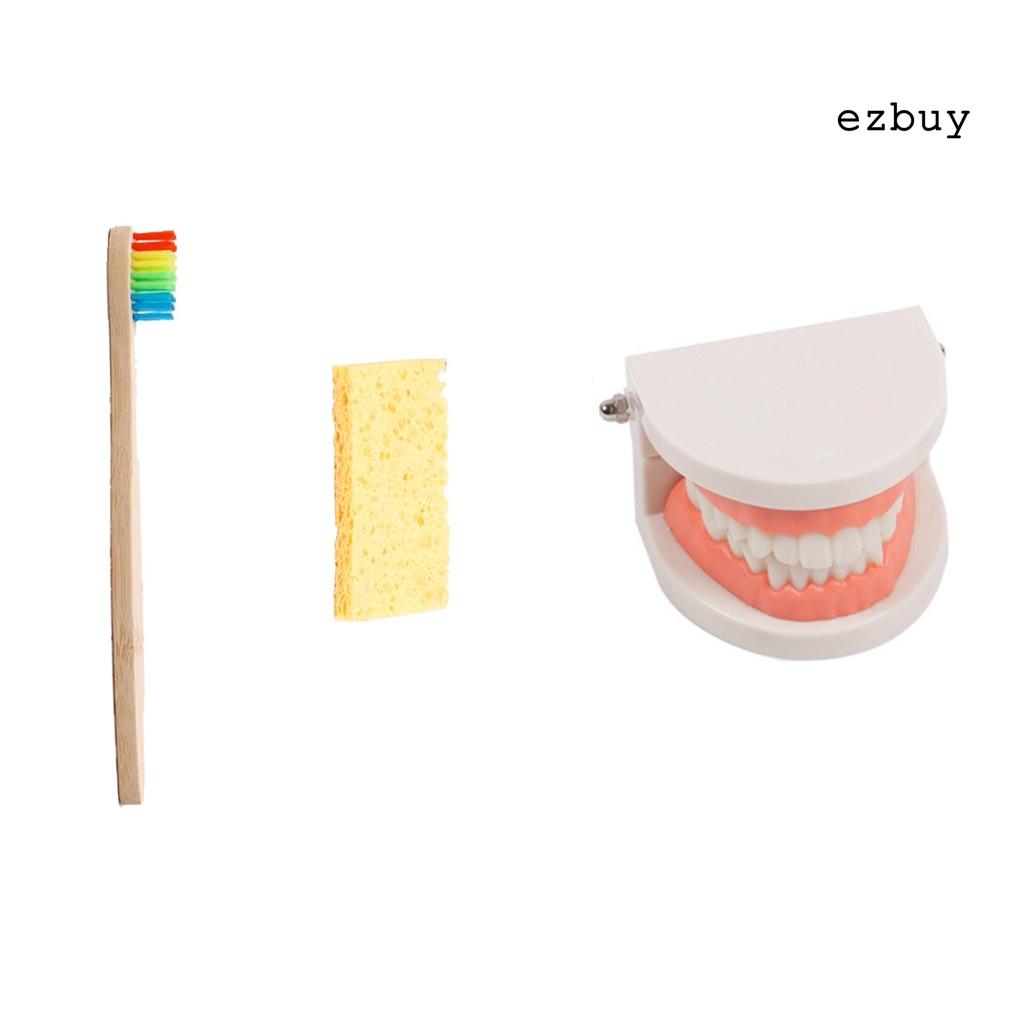 EY-1 Set Tooth Model Sturdy Structure High Simulated Reusable Dental Teaching Tooth Toothbrush Model for Child