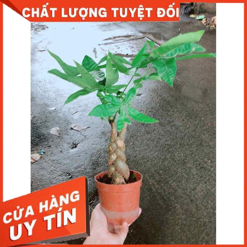 Kim Ngân 3 Thân Nhiều Người Mua