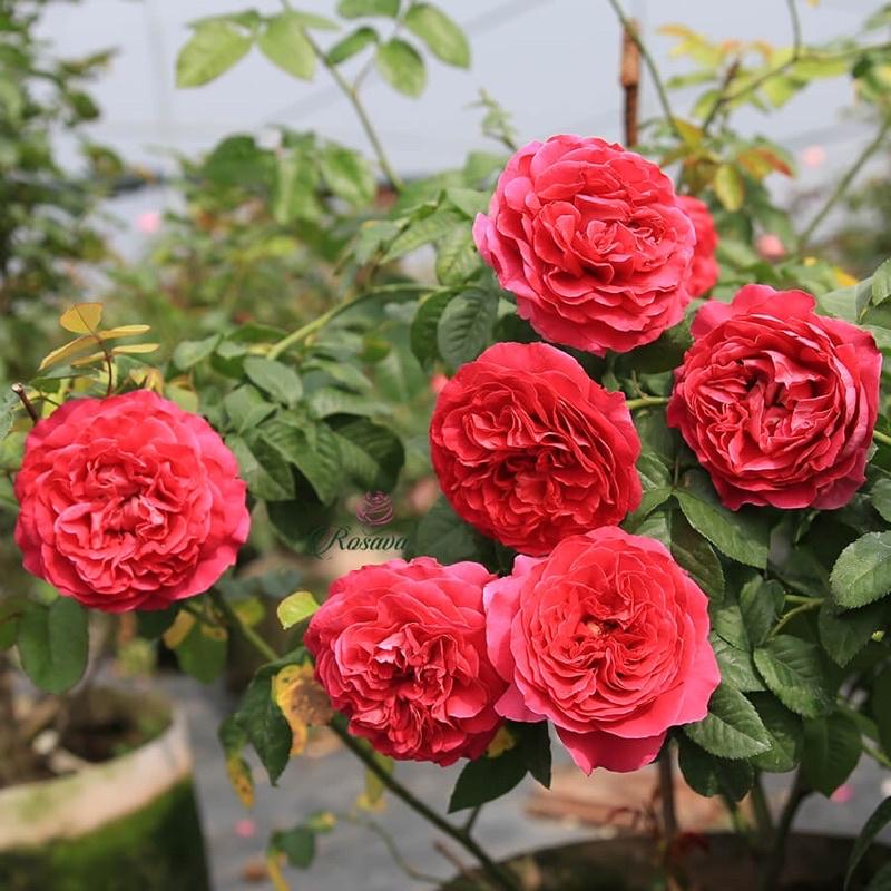 Hoa hồng Kate Rose - hồng leo, hoa to, hoa thơm