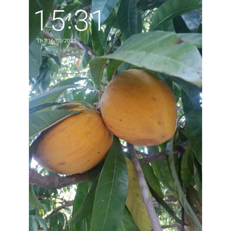 Cây lêkima thái .. 8 tháng cây cho trái