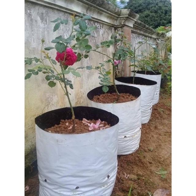 1kg TÚI BẦU TRỒNG CÂY TRONG NHÀ LƯỚI 20X40