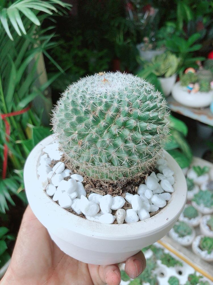 Chậu Xương Rồng