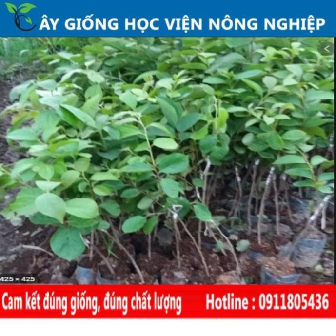 Sản phẩm Cây Ăn Trái cây giống hồng giòn vị ngọt đặc biệt
