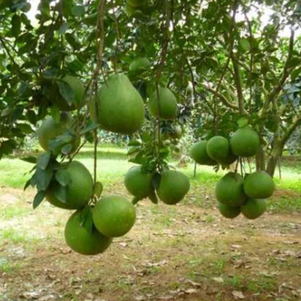 Phân bón xanh và xanh giúp ra rễ, nở bụi, xanh dày lá, mập thân, to quả