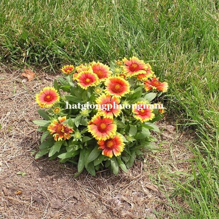 50H - HẠT GIỐNG HOA CÚC CÔNG CHÚA MIX