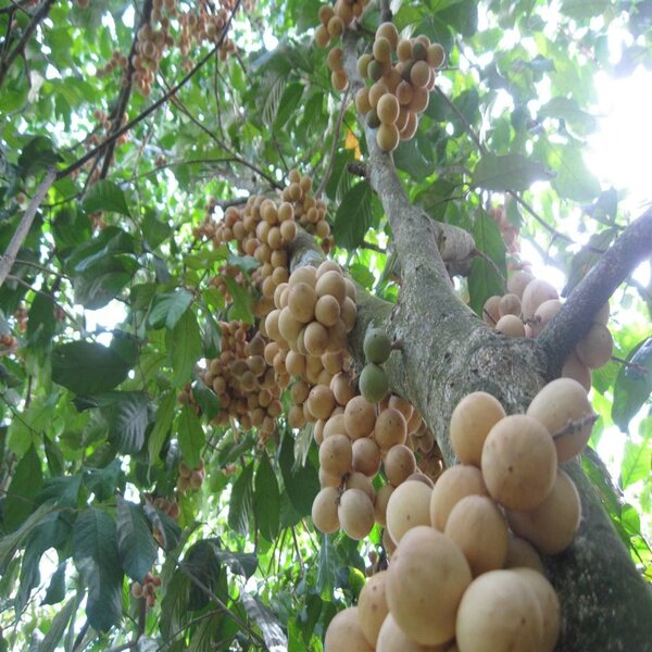 CÂY BÒN BON THÁI