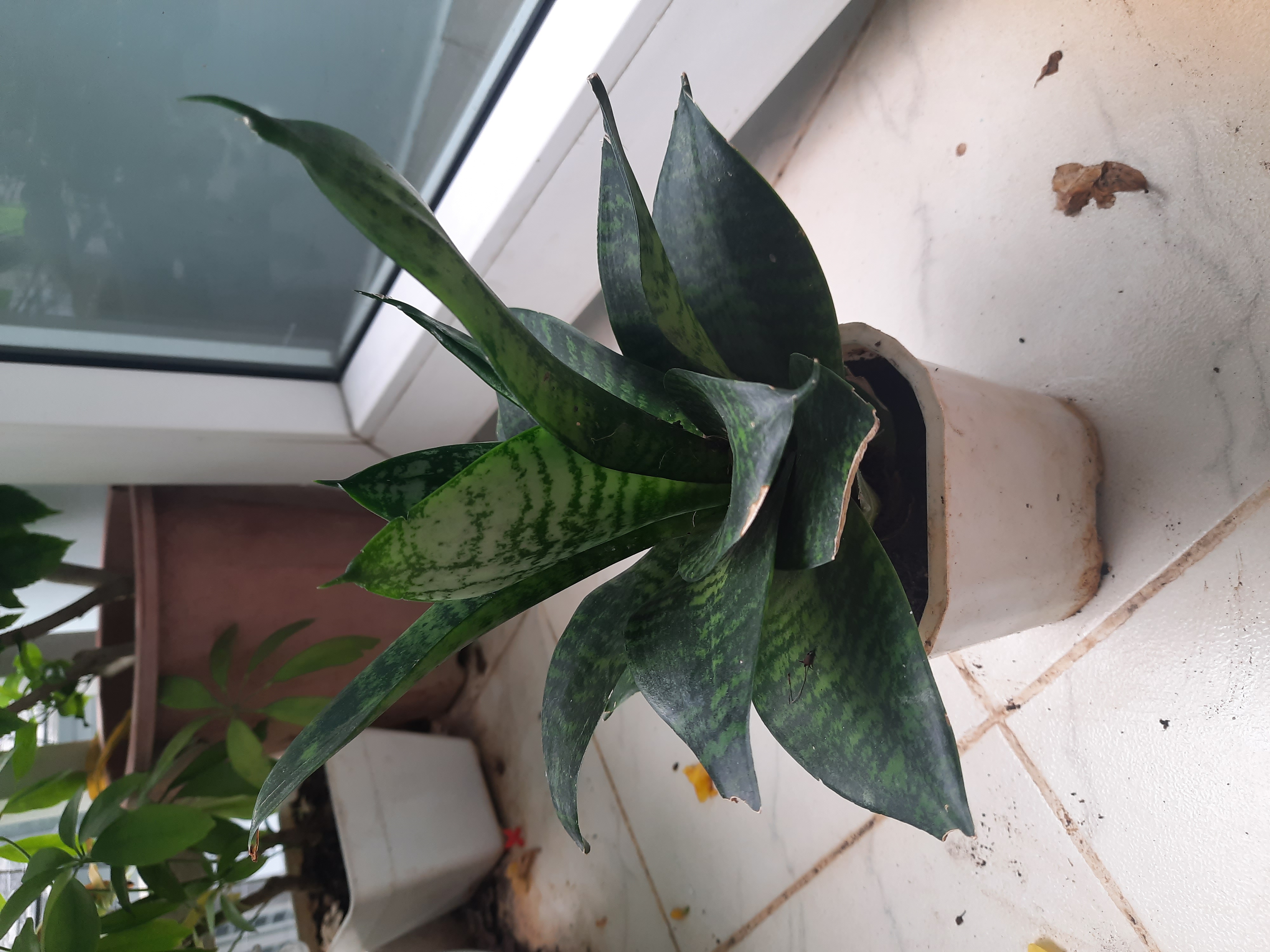 Cây lưỡi hổ để bàn