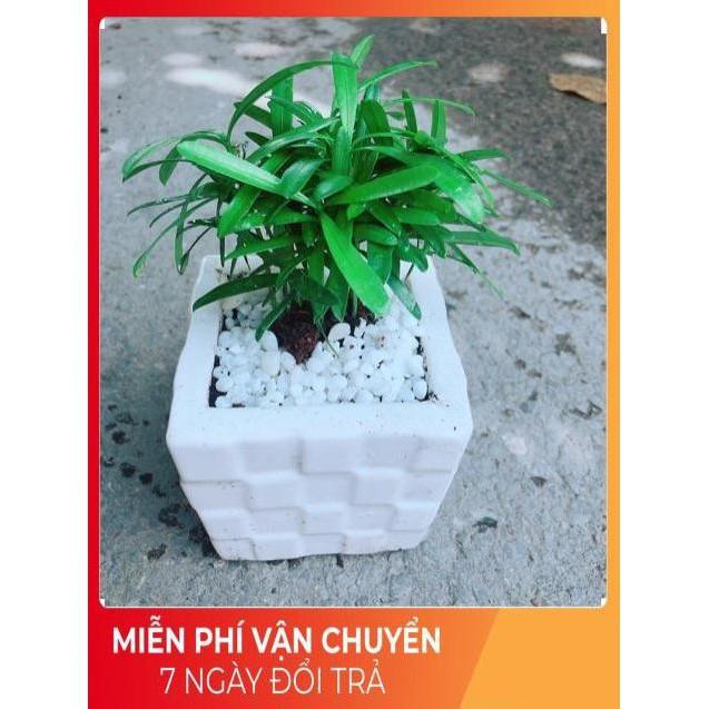 Chậu Tùng Vạn Niên