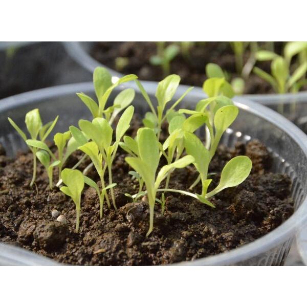 Gói 100 Hạt giống hoa pansy mix nhiều màu ngẫu nhiên, nảy mầm tốt dễ trồng dễ chăm sóc