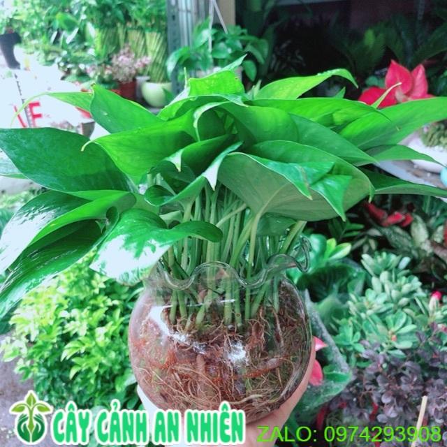 Chậu Trầu Bà Thái Thuỷ Sinh