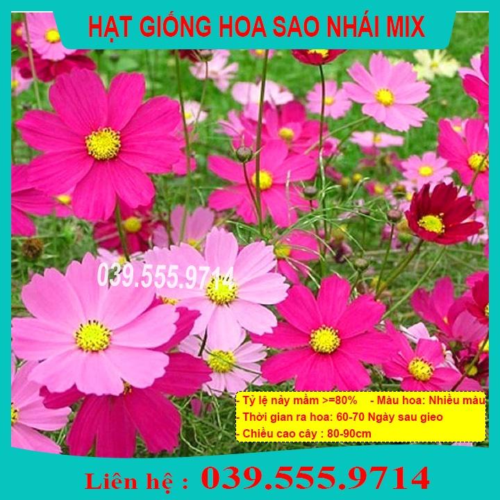 Hạt Giống Hoa Sao Nhái Nhiều Màu