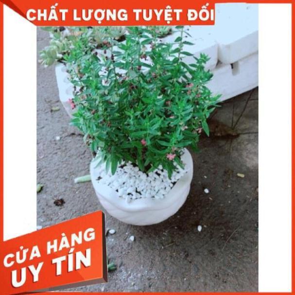 Chậu hoa lưu ly