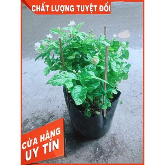 Hoa Nhài Thơm