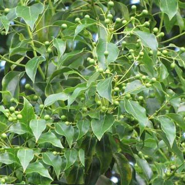 Hạt Giống Cây Long Não CT570 - Gói 10 hạt