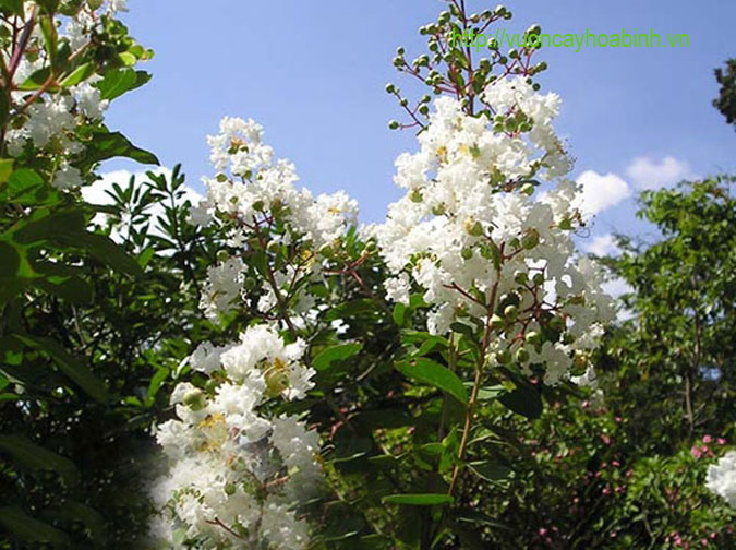 Cây bằng lăng ổi giống