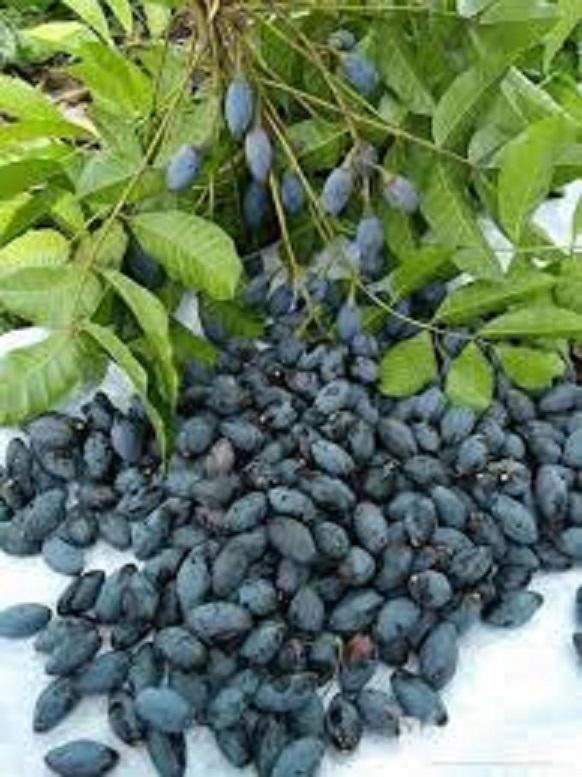 Cây trám đen, cây trám đen ghép, cây cao gần 1m năng suất cao