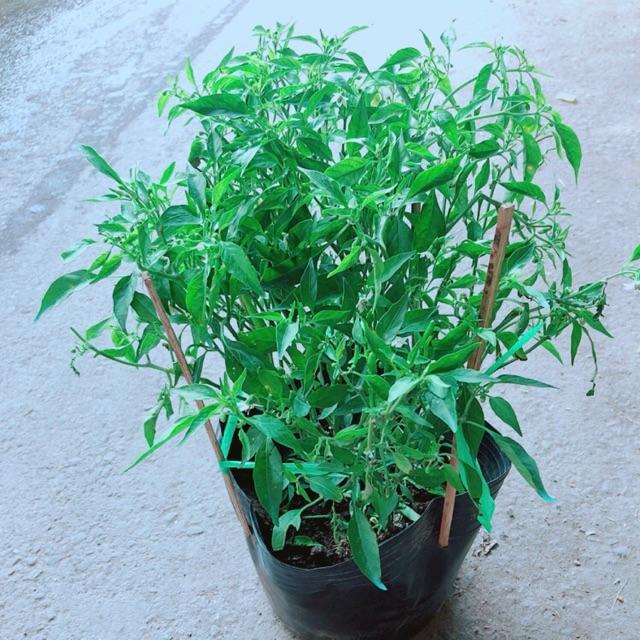 Bụi Ớt Hiểm