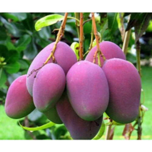 Cây Xoài Tím F1 - Nhà vườn Xuân Khương
