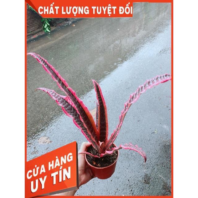 Dứa Nữ Hoàng
