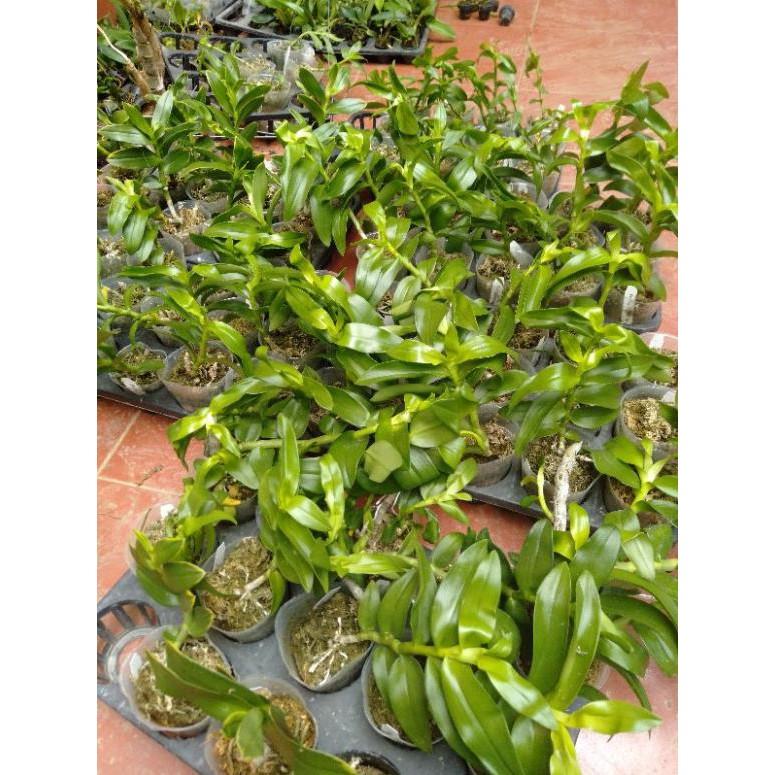 Hoa phong lan trầm rồng đỏ